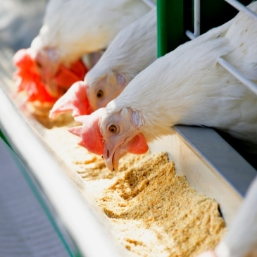 Animal Nutrition